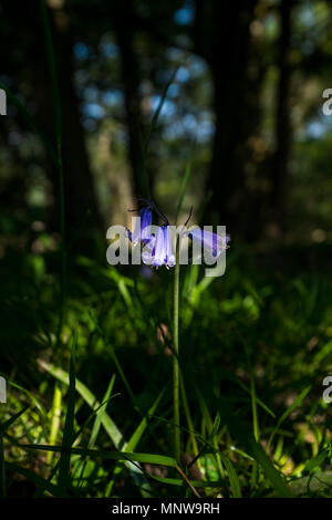 Bluebells wird durch das Licht in Ashdown Forest, Sussex, England Hit Stockfoto