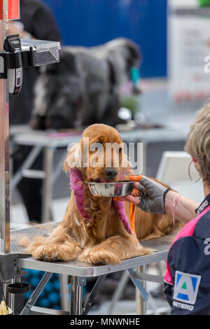 Spanien, 19. Mai 2018. Internationale Hund kosmetische Wettbewerb in Sant Antoni de Calonge in Spanien, 19. 05. 2018, Spanien Quelle: Arpad Radoczy/Alamy leben Nachrichten Stockfoto