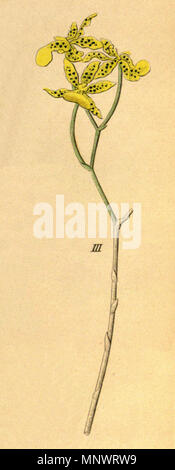 . Abbildung: Oncidium lentiginosum (syn. Oncidium pardalis). 1858. Heinrich Gustav Reichenbach (1824 - 1889) Alternative Namen Rchb.f. Beschreibung German-Saxon pteridologist, Botaniker, Ornithologen und Hochschullehrer Geburtsdatum / Tod am 3. Januar 1824 6. Mai 1889 Ort der Geburt / Todes Dresden Hamburg Arbeitsort Leipzig Authority control: Q 62820 VIAF: 77066171 ISNI: 0000 0000 8396 1069 79125882 LCCN: n NLA: 35749194 Botaniker: Rchb.f. WorldCat 942 Oncidium lentiginosum (als Oncidium pardalis)-Abb. 3, Ausschnitt aus - Xenia 1-63 (1858) Stockfoto
