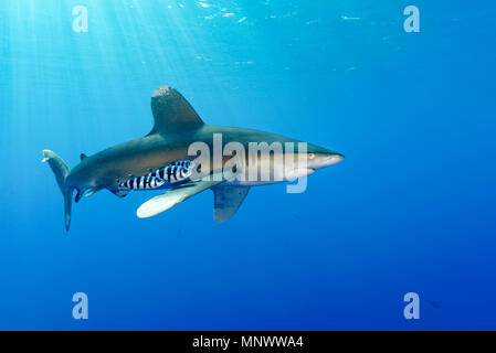 Oceanic Weißspitzen Hai, Carcharhinus Longimanus, mit Pilot Fisch, Naucrates Rakel, Daedalus Reef, Ägypten, Rotes Meer, indischer Ozean Stockfoto