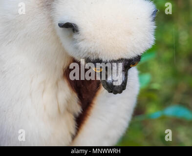 Sifaka, einem großen Lemur, die von Baum zu Baum springt in eine aufrechte Position und Verantwortungsbereichen kommt auf den Boden und, wenn Sie sie seitwärts Spaziergänge, Andasibe Stockfoto