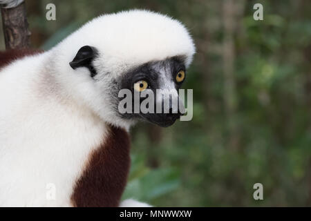 Sifaka, einem großen Lemur, die von Baum zu Baum springt in eine aufrechte Position und Verantwortungsbereichen kommt auf den Boden und, wenn Sie sie seitwärts Spaziergänge, Andasibe Stockfoto