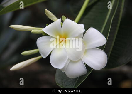 Perfekte White plumeria Blumen in einem Garten auf dem Gelände des Marriott's Phuket Beach Club am Mai Khao Beach in Thailand. Stockfoto