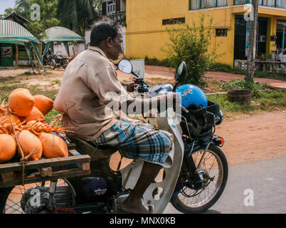 Mann auf dem Moped mit Kokosnüssen, Sri Lanka Stockfoto