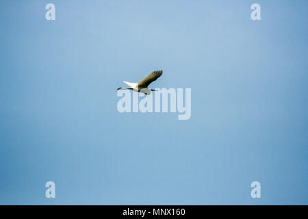 Seidenreiher (Egretta garzetta), Sri Lanka Stockfoto