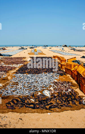 Fische trocknen in der Sonne auf sandigen Strand von Negombo, Sri Lanka Stockfoto