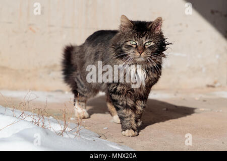 Gefoltert und lustlos Katze geht den Boden in der Nähe der Schnee Stockfoto