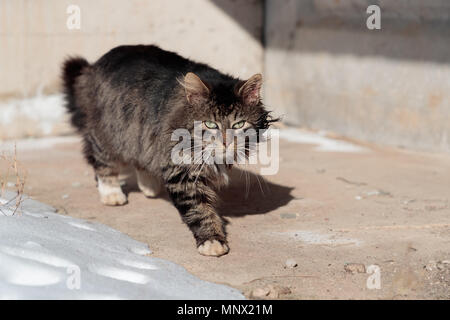 Gefoltert und lustlos Katze geht den Boden in der Nähe der Schnee Stockfoto