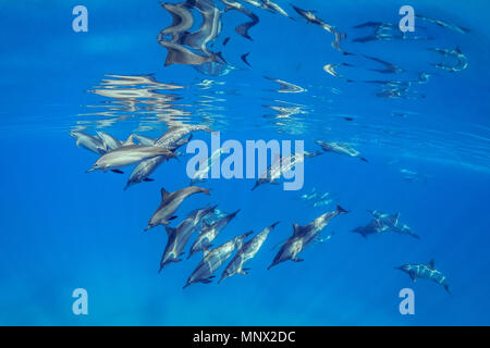 Longsnouted Spinner Dolphin, Stenella longirostris, Schule von Delphinen im Nationalpark Wadi Gimal, Marsa Alam, Rotes Meer, Ägypten Stockfoto