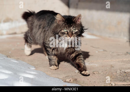 Gefoltert und lustlos Katze geht den Boden in der Nähe der Schnee Stockfoto