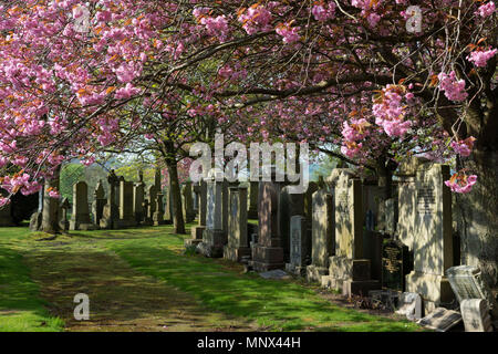 Ein Vordach aus rosa Kirschblüte erhellt den Allenvale Friedhof in Aberdeen an einem Frühlingsmorgen Stockfoto