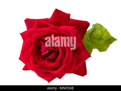 Rose rot Blüte mit grünen Blättern und isoliert auf weißem Hintergrund Stockfoto