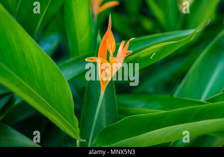 In der Nähe von wunderschönen Orange und Gelb heliconia Blume, mit großen grünen Blättern im Hintergrund. Stockfoto