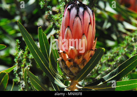 Eine wilde, schön bunt pink Queen Protea bud im südafrikanischen Busch. Die Königin Protea wird durch weiche Kanten auf die Blütenblätter aus. Stockfoto