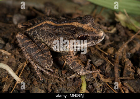 Gemeinsame Regen Frosch, Craugastor fitzingeri, Craugastoridae, Costa Rica Stockfoto