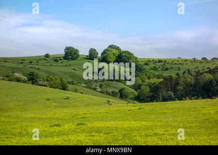 Pegsdon Hügel und Hoo Bit, Naturschutzgebiet im Pegsdon, Bedfordshire in den Chilterns Gebiet von außergewöhnlicher natürlicher Schönheit Stockfoto