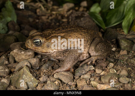 Cane Toad, Marine Kröte, Rhinella marina, Bufonidae, Costa Rica Stockfoto