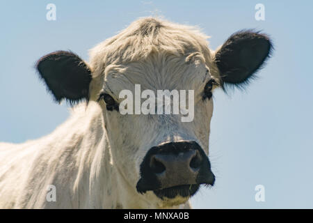 Britische weiße Rinder Stockfoto