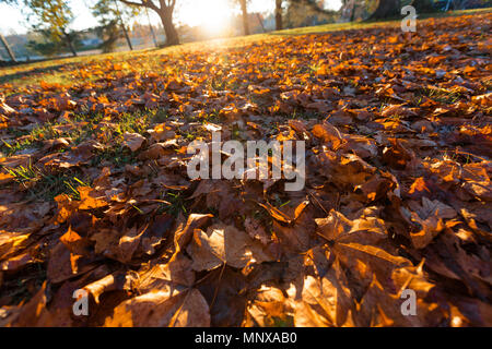 Umgestürzte Bäume im Herbst in der Tageszeit Stockfoto