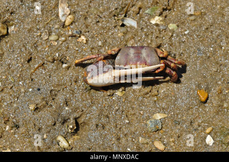 Fiddler Crab in der Ria Formosa. Algarve, Portugal Stockfoto