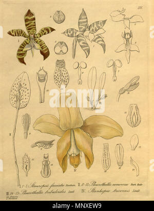 . Abbildung: I. Staurochilus fasciatus (syn. Stauropsis fasciata) II. Acianthera Officinalis (syn. Schmetterlinge officinalis) III Specklinia tribuloides (syn. Schmetterlinge tribuloides) IV. Stanhopea tricornis. 1900 (Buch), 1894 (diese Platte). Friedrich Wilhelm Ludwig Kränzlin (1847-1934) und Heinrich Gustav Reichenbach (1824 - 1889) Alternative Namen Rchb.f. Beschreibung German-Saxon pteridologist, Botaniker, Ornithologen und Hochschullehrer Geburtsdatum / Tod am 3. Januar 1824 6. Mai 1889 Ort der Geburt / Todes Dresden Hamburg Arbeitsort Leipzig Authority control: Q62 Stockfoto