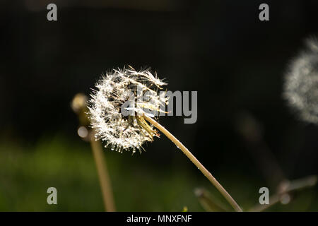 Löwenzahn mit Hintergrundbeleuchtung im Garten. Grün Natur Hintergrund Stockfoto