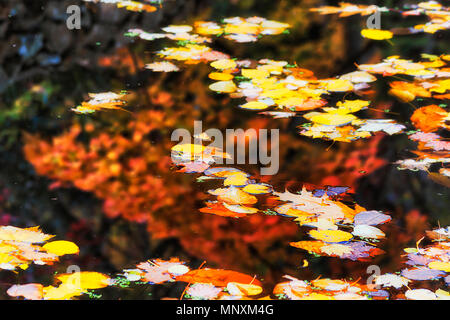 Herbst in den australischen Blue Mountains Garten arount Mount Wilson Stadt - Kleine noch Wasser Teich holding Gefallen gelbe Blätter von mapples, Eichen und Stockfoto