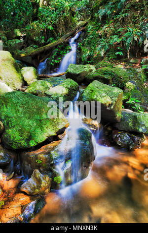 Kleiner Wasserfall in Dorrigo National Park entlang der Strecke zu Crystal Dusche fallen. Alte Gondwana rainforest an einem sonnigen Sommertag. Stockfoto