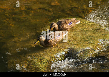 Zwei mallard Enten schwimmen im Wasser an einem sonnigen Tag Stockfoto