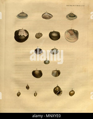 Muscheln. Englisch: Schild mit verschiedenen Muscheln Muscheln und Meeresschnecken. veröffentlicht 1811; gescannten Datum unbekannt. Herausgeber: Linnean Society of London (Erstellen creator Seite) 1203 Transaktionen der Linnean Society of London, Band 10 - tab. 24. Stockfoto