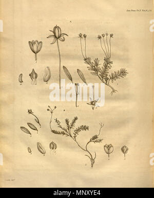 . Dies ist eine Seite von Band X der Transaktionen der Linnean Society of London, 1811 veröffentlicht. Das Original ist in der Öffentlichkeit durch sein Thema mit einem großen vor vielen Jahren gestorben. Der Scan ist neu, aber da es sich um eine sklavische Kopie einer zweidimensionalen Arbeiten, und da die in den Usa durchgeführt wurde, es ist auch in der Public Domain. 1811. Verschiedene 1203 Transaktionen der Linnean Society of London, Band 10 - tab. 30. Stockfoto