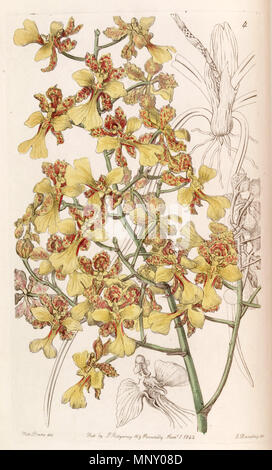 . Oncidium cebolleta oder Trichocentrum cebolleta (syn. Oncidium longifolium). 1842. Miss Drake (1803-1857), G. Barclay sc. 942 Oncidium cebolleta oder Trichocentrum cebolleta - Edwards vol 28 (NS5) pl4 (1842) Stockfoto