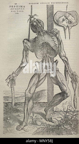 . Español: La Fàbrica De Vesalio extremadamente detallados contenía muchos dibujos de disecciones Humanas, algunos de Ellos en posturas alegóricas. Englisch: 'Fabrica Vesalius enthält viele detaillierte Zeichnungen der menschlichen Sezieren, einige von ihnen in allegorischen Posen. Bild von Andreas Vesalius "De Humani Corporis Fabrica (1543), Seite 190. . Benutzer: Rubén Grassi 1231 Vesalius Fabrica p 190 Stockfoto