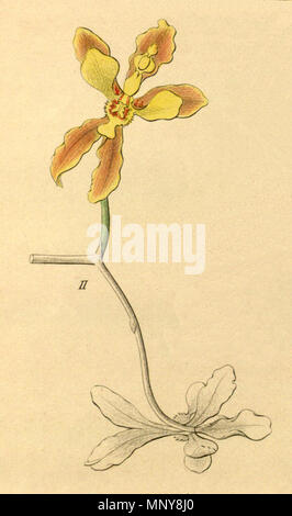 . Abbildung: Oncidium micropogon. 1858. Heinrich Gustav Reichenbach (1824 - 1889) Alternative Namen Rchb.f. Beschreibung German-Saxon pteridologist, Botaniker, Ornithologen und Hochschullehrer Geburtsdatum / Tod am 3. Januar 1824 6. Mai 1889 Ort der Geburt / Todes Dresden Hamburg Arbeitsort Leipzig Authority control: Q 62820 VIAF: 77066171 ISNI: 0000 0000 8396 1069 79125882 LCCN: n NLA: 35749194 Botaniker: Rchb.f. WorldCat 942 Oncidium micropogon-Abb. 2 Ausschnitt von Xenia 1-63 (1858) Stockfoto