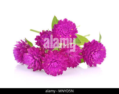 Globe Amaranth Schönheit Blume in weißem Hintergrund Stockfoto