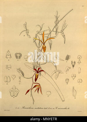 . Illustration von: I. Renanthera matutina II. Renanthera elongata (syn. Renanthera Micrantha). 1858. Heinrich Gustav Reichenbach (1824 - 1889) Alternative Namen Rchb.f. Beschreibung German-Saxon pteridologist, Botaniker, Ornithologen und Hochschullehrer Geburtsdatum / Tod am 3. Januar 1824 6. Mai 1889 Ort der Geburt / Todes Dresden Hamburg Arbeitsort Leipzig Authority control: Q 62820 VIAF: 77066171 ISNI: 0000 0000 8396 1069 79125882 LCCN: n NLA: 35749194 Botaniker: Rchb.f. WorldCat 1053 Renanthera matutina-Renanthera elongata (als Renanthera micrantha) - Xenia vol1 pl 35 (1. Stockfoto