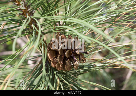 Nahaufnahme eines einzigen Pine Cone auf einem Österreichischen schwarz Kiefer in Tageslicht Stockfoto