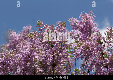 Nahaufnahme von Lavendel Farbe Chinesischen lila Blüten in der frühen Phase der Blüte im Frühjahr Stockfoto