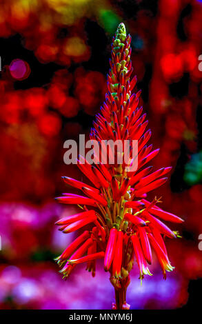 Aloe Blume psychedelischen Präsentation mit dominanten Farbe rot Bild mit Kopie Raum im Hochformat Stockfoto