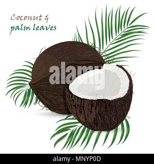 Kokosnuss, ganze Stücke mit Palmblättern auf weißem Hintergrund. Bunte botanischen vector Abbildung. Vintage tropic Design Stock Vektor