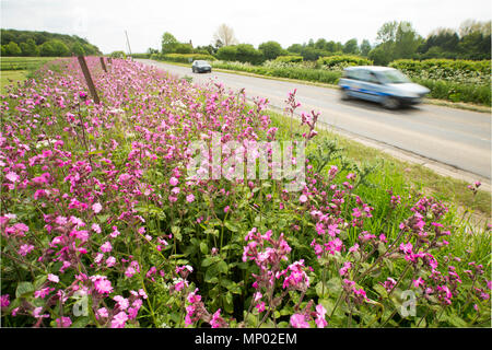 Red Campion, Silene dioica, wächst an einem strassenrand kurz in der Nähe von Sturminster Newton in Dorset England UK GB Stockfoto