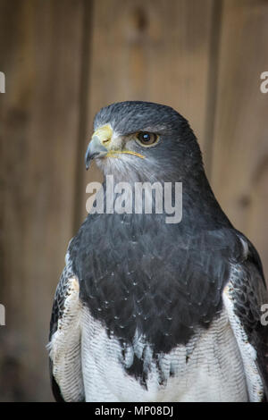 Porträt einer grauen Adler Bussard (Gernanoaetus Melanoleucos) Stockfoto