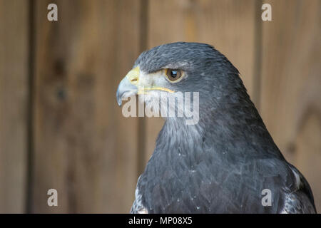 Porträt einer grauen Adler Bussard (Gernanoaetus Melanoleucos) Stockfoto