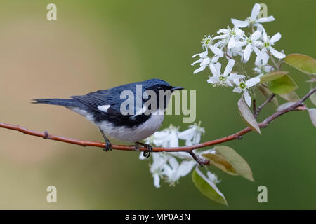 Männlich Black-throated Blau Warbler (Setophaga Caerulescens) auf einem Serviceberry Niederlassung im Frühjahr - Lambton, Ontario, Kanada gehockt Stockfoto