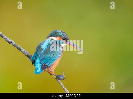 Erwachsene Frau Eisvogel (Alcedo atthis) Vogel auf einem Ast in der sehr kalten Tag im Winter in Arundel, West Sussex, England, Großbritannien thront. Stockfoto
