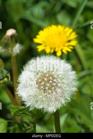 Nahaufnahme von einem weissen Samen Kopf oder "clock" von einer einzigen Löwenzahn (Taraxacum) Pflanze im Frühjahr in West Sussex, England, UK. Stockfoto