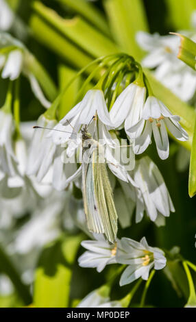 Green-Veined weiße Falter (Pieris napi) gut auf einem dreieckigen Knoblauch (Allium triquetrum) Pflanze im späten Frühjahr in Großbritannien getarnt. Stockfoto