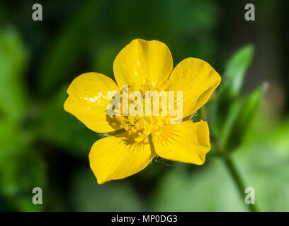 Einzelne gelbe Butterblume Blume Nahaufnahme im Frühjahr in West Sussex, England, UK. Stockfoto