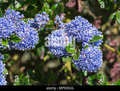 Closeup Bild der Kalifornischen lila (ceanothus), eine blaue Blume im späten Frühjahr in West Sussex, England, UK. Stockfoto