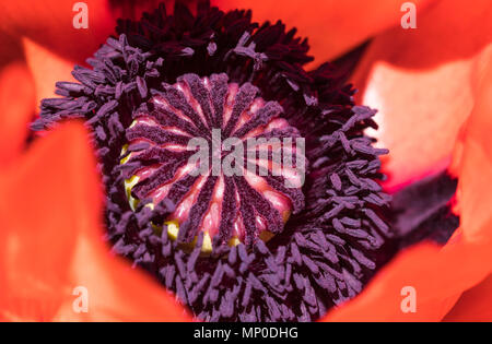 Makro Nahaufnahme von einem großen roten Oriental Poppy im späten Frühjahr in Großbritannien. Stockfoto